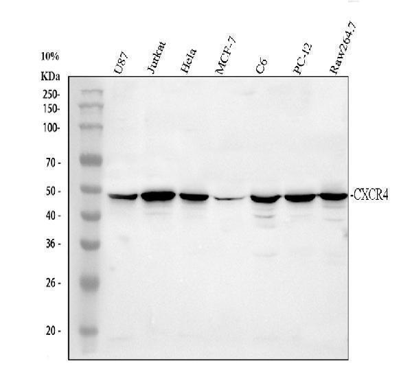 Western blot analysis of CXCR4 using anti-CXCR4 antibody (A00031-4)