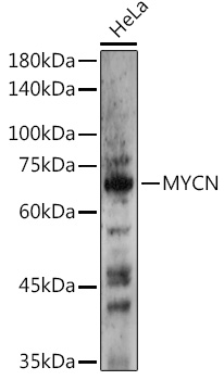 a00032 mycn primary antiboties wb testing 1