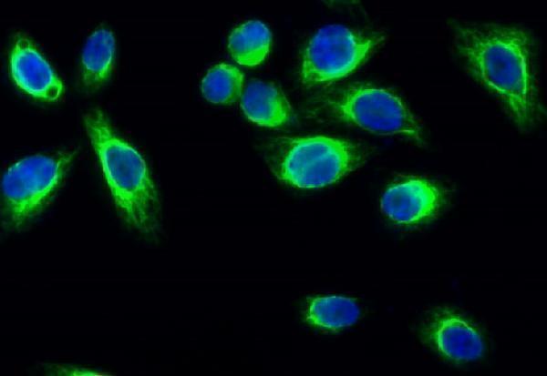 Immunofluorescence analysis of Hela cell