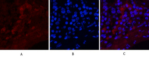 a00033 1 notch1 primary antibodies if testing 4