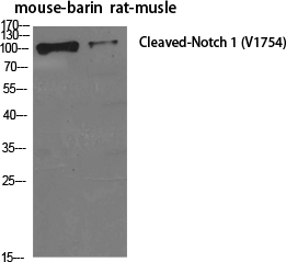 Western Blot analysis of various cells using Cleaved-Notch 1 (V1754) Polyclonal Antibody diluted at 1:500