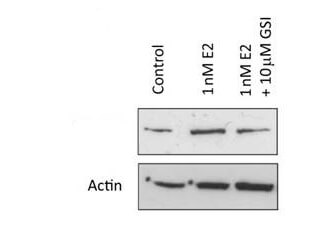 a00033 notch1 primary antibodies wb testing 2