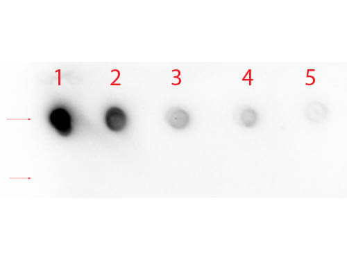 a00033 notch1 primary antibodies wb testing 3