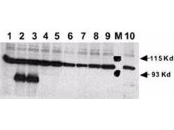 a00033 notch1 primary antibodies wb testing 4
