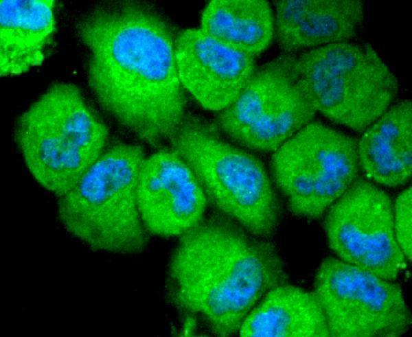 ICC staining NLRP3 in HUVEC cells (green)