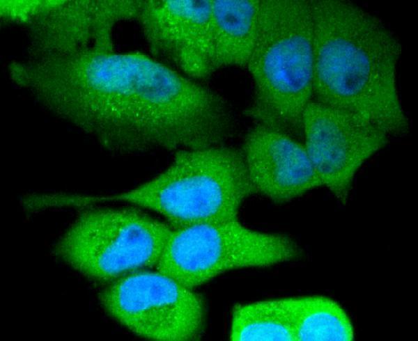 ICC staining NLRP3 in Hela cells (green)
