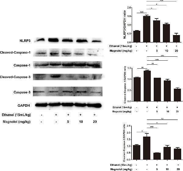 Effects of magnolol on NLRP3 inflammasome, caspase-1 and caspase-3 signaling pathway in ALD mice