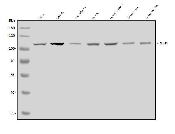  Western blot analysis of NLRP3 using anti-NLRP3 antibody (A00034-2)