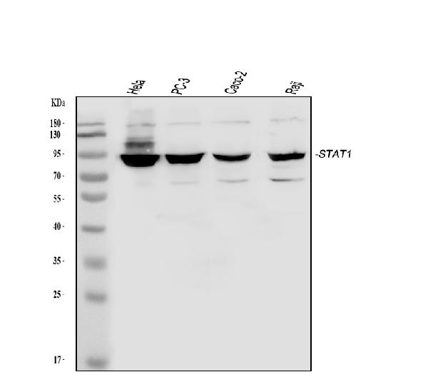 Western blot analysis of STAT1 using anti-STAT1 antibody (A00036-2).