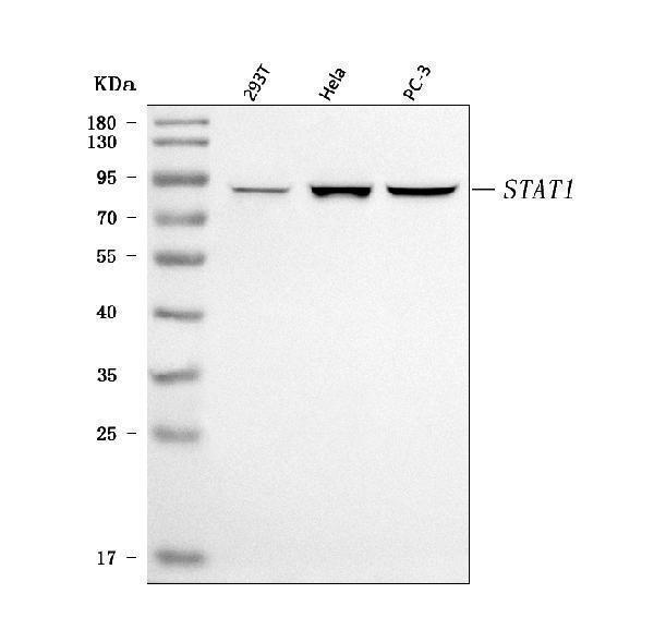 a00036 3 stat1 primary antibodies wb testing 1