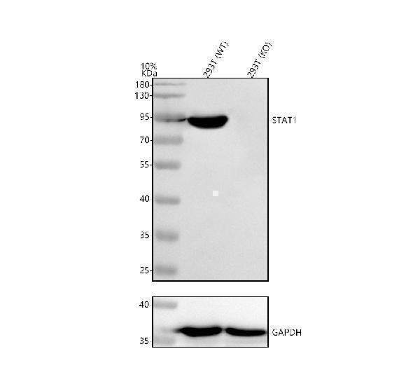 a00036 3 stat1 primary antibodies wb testing 2