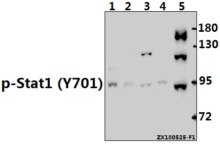 a00036y701 2 stat1 primary antiboties wb testing 1