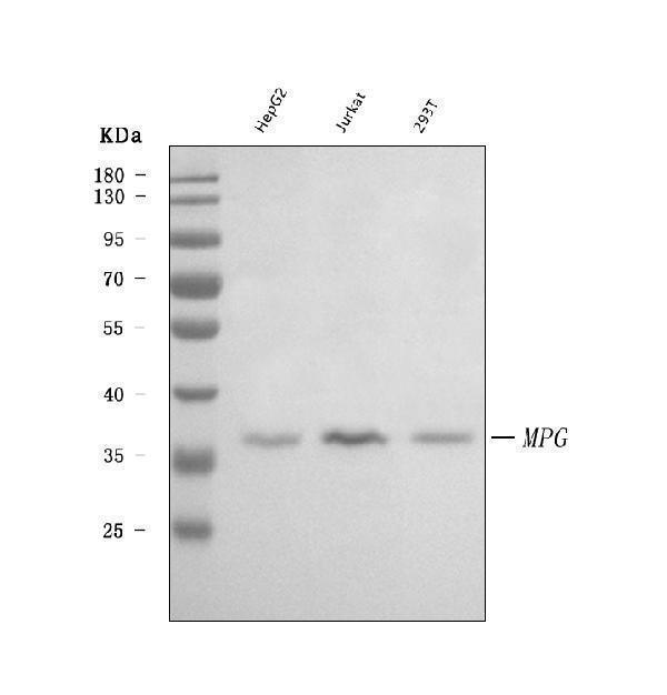  Western blot analysis of AAG/MPG using anti-AAG/MPG antibody (A00037)