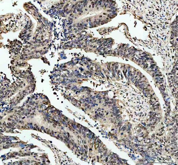 a00039 3 rb1 primary antibodies ihc testing 7