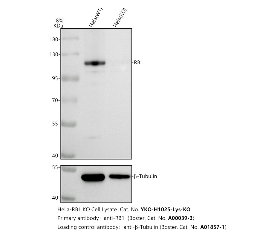 a00039 3 rb1 primary antibodies wb testing 2