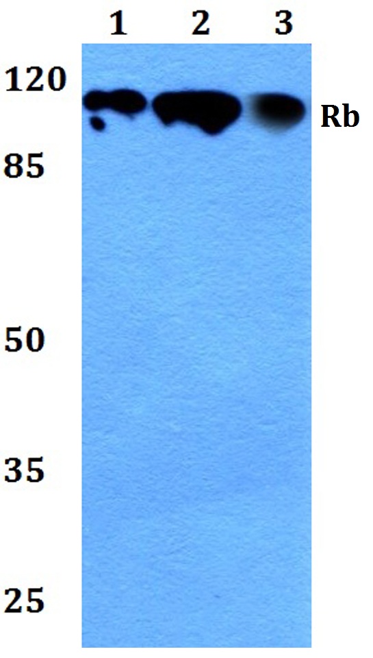 a00039 rb1 primary antiboties wb testing 1