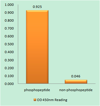 Enzyme-Linked Immunosorbent Assay (Phospho-ELISA) for Immunogen Phosphopeptide (Phospho-left) and Non-Phosphopeptide (Phospho-right), using Retinoblastoma (Phospho-Ser608) Antibody