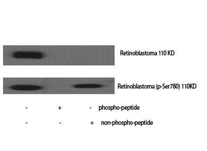 Western Blot analysis of various cells using Phospho-Rb (S780) Polyclonal Antibody cells nucleus extracted by Minute TM Cytoplasmic and Nuclear Fractionation kit 