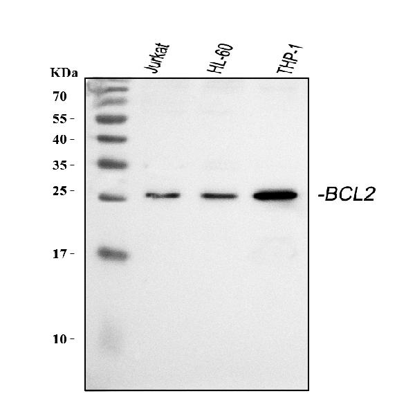 Bcl2 Antibody (Monoclonal, Bcl2100)