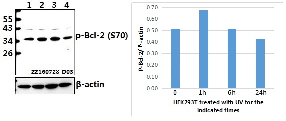 a00040s70 1 bcl2 primary antiboties wb testing 1