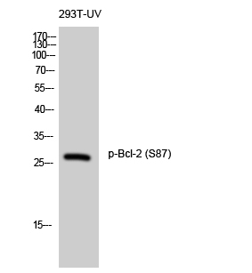 a00040s87 bcl2 primary antibodies wb testing 2
