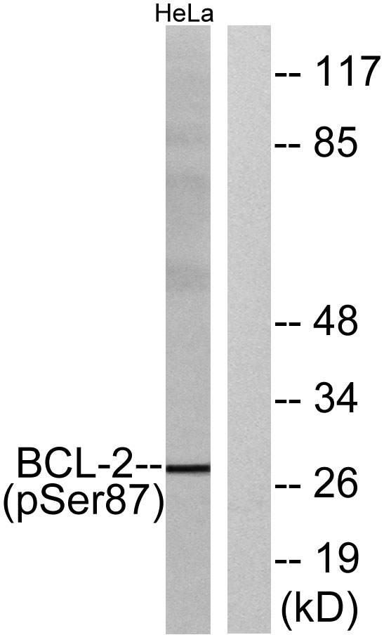 a00040s87 bcl2 primary antibodies wb testing 3