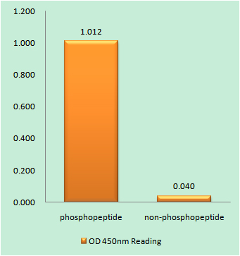 a00040t56 1 bcl2 primary antibodies elisa testing 1