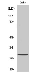 a00040t56 1 bcl2 primary antibodies wb testing 2
