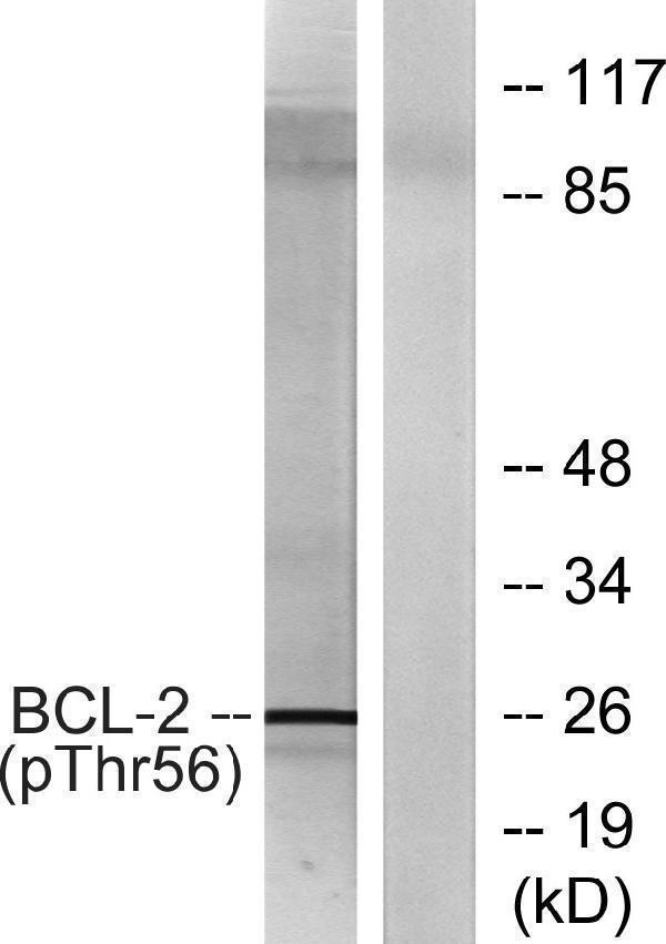 a00040t56 1 bcl2 primary antibodies wb testing 3