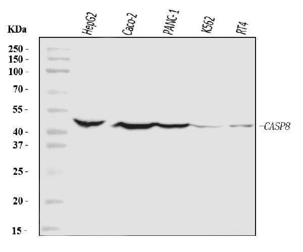  Western blot analysis of Caspase-8/CASP8 using anti-Caspase-8/CASP8 antibody (A00042-2)
