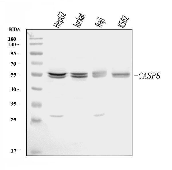  Western blot analysis of Caspase-8/CASP8 using anti-Caspase-8/CASP8 antibody (A00042-3)