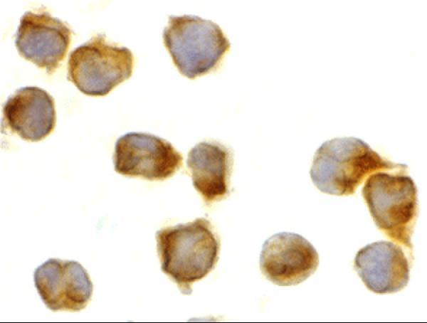 a00042 4 casp8 primary antibodies icc testing 4