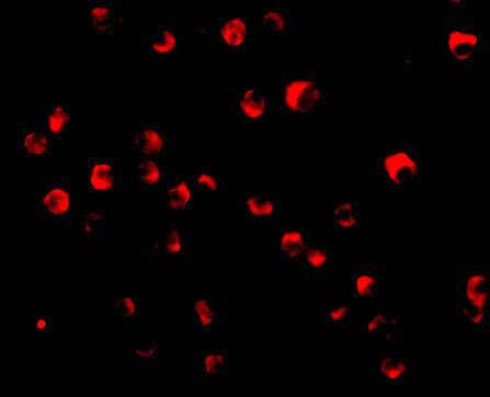 Immunofluorescence of Caspase-8 in Jurkat cells with Caspase-8 antibody at 20 μg/mL