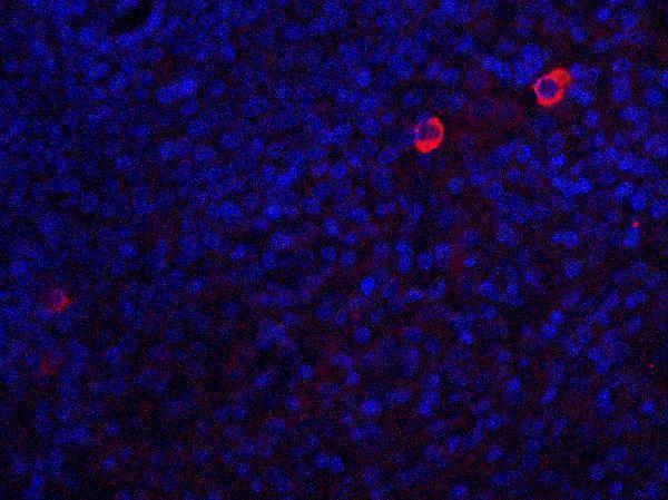 a00042 4 casp8 primary antibodies if testing 6