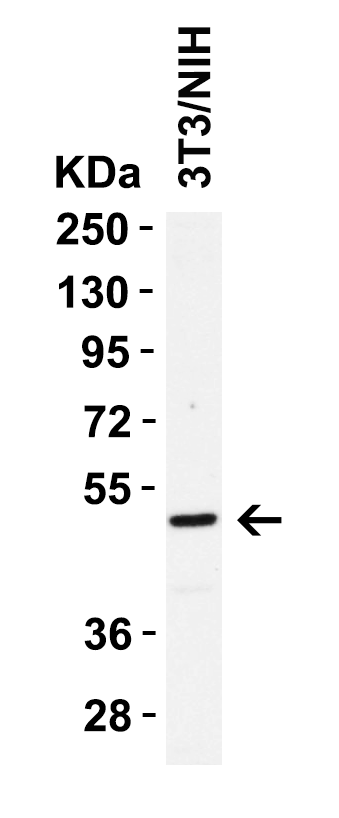 a00042 4 casp8 primary antibodies wb testing 5