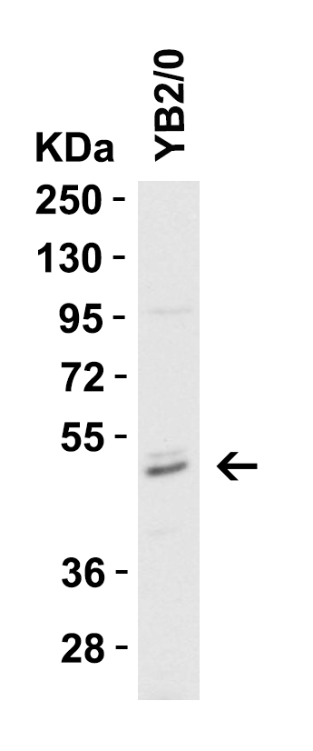 a00042 4 casp8 primary antibodies wb testing 7