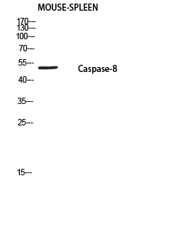 a00042s217 casp8 primary antibodyes wb testing 2