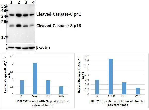 Western blot (WB) analysis of Caspase 8 (T341) pAb at 1:500 dilution
Lane1:HEK293T whole cell lysate(40ug)
Lane2:HEK293T treated with Etoposide for 5min whole cell lysate(40ug)
Lane3:HEK293T treated with Etoposide for 2h whole cell lysate(40ug)
Lane4:HEK293T treated with Etoposide for 24h whole cell lysate(40ug)