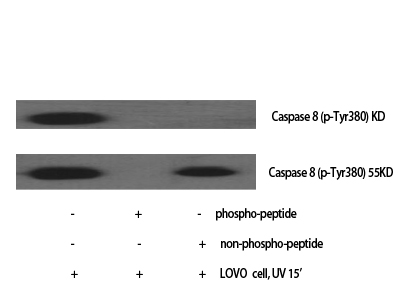 a00042y380 casp8 primary antibodies wb testing 2