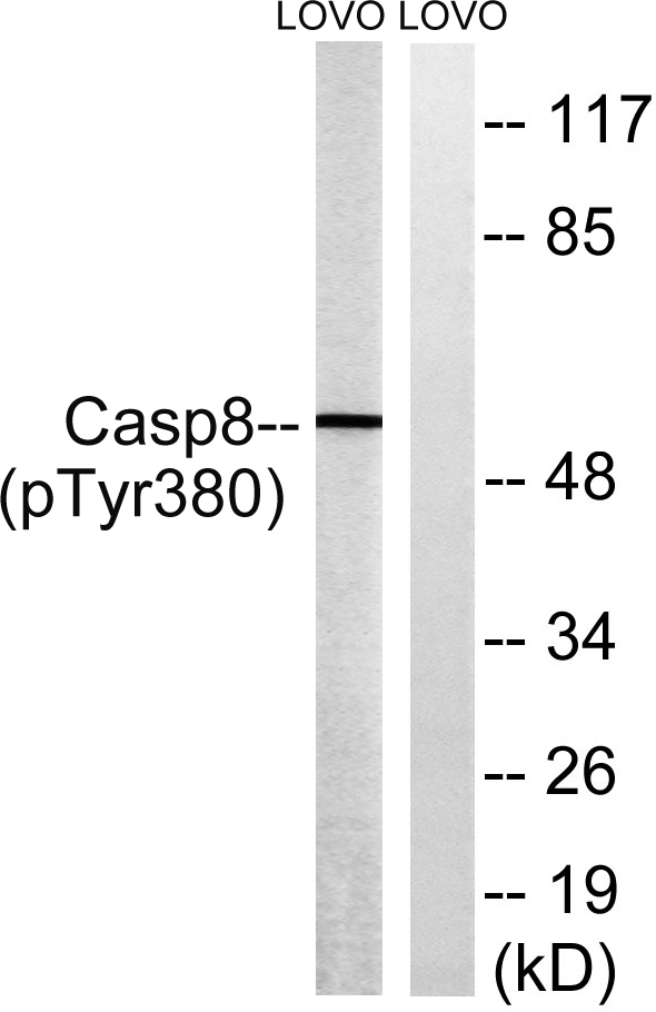 a00042y380 casp8 primary antibodies wb testing 3