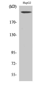 a00043 nf1 primary antibodies wb testing 2