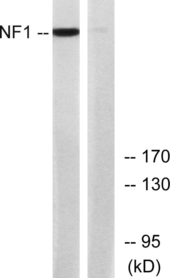 a00043 nf1 primary antibodies wb testing 4