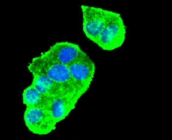 a00045 4 vegfa primary antiboties icc testing 1