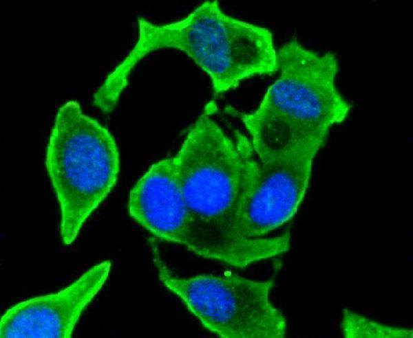 a00045 4 vegfa primary antiboties icc testing 2