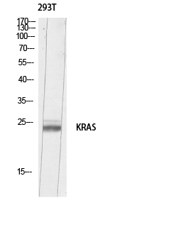 a00046 1 kras primary antibodyes wb testing 1