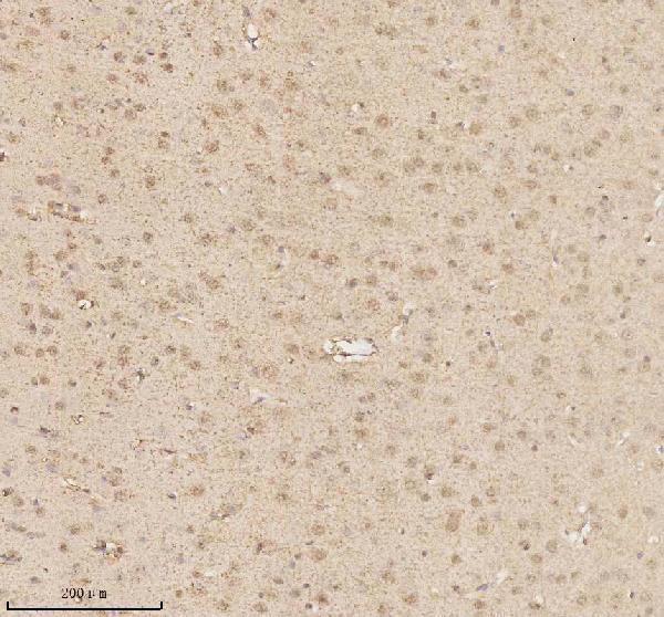 a00047 1 mecp2 primary antibodies ihc testing 4