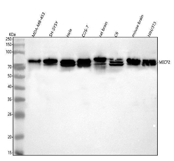 a00047 1 mecp2 primary antibodies wb testing 1