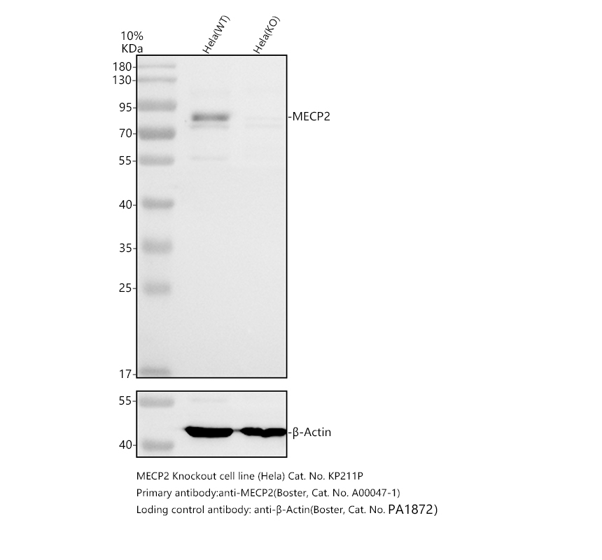 a00047 1 mecp2 primary antibodies wb testing 2