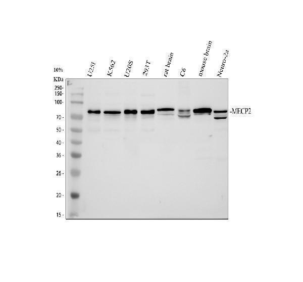 a00047 mecp2 primary antibodies wb testing 1