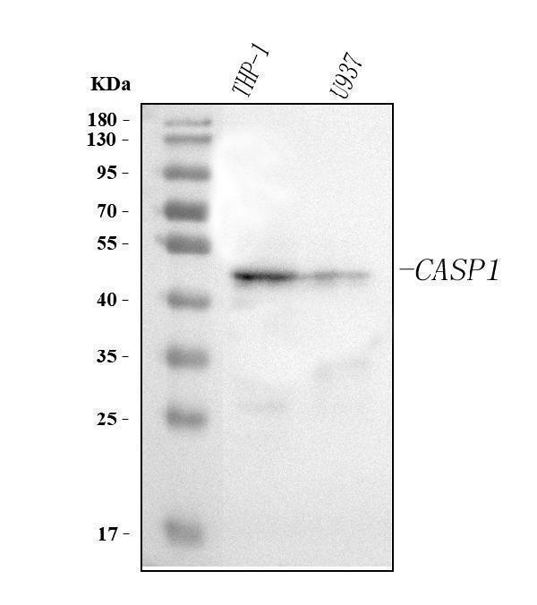  Western blot analysis of Caspase 1(P20)/CASP1 using anti-Caspase 1(P20)/CASP1 antibody (A00048-1)